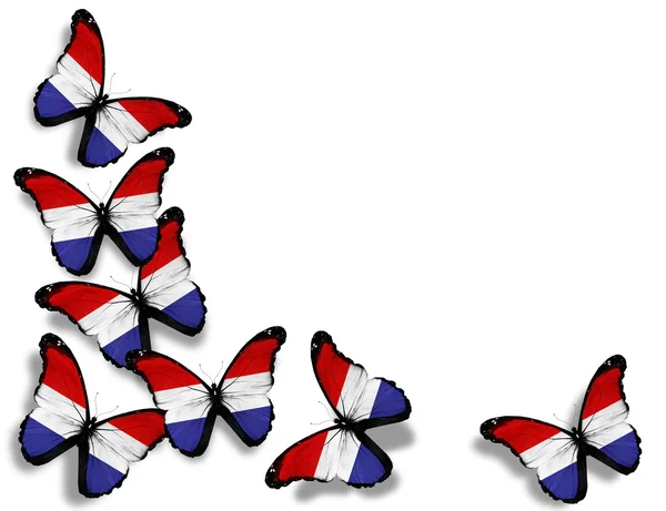 Mariposas de bandera holandesa, aisladas sobre fondo blanco — Foto de Stock