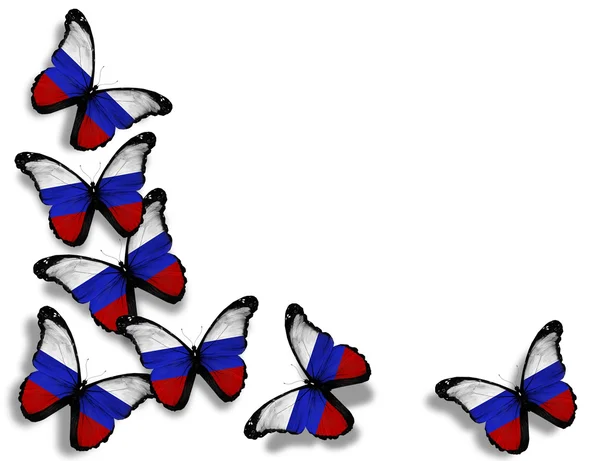 Флаг России бабочки, изолированные на белом фоне — стоковое фото