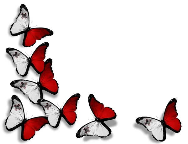 Maltese vlag vlinders, geïsoleerd op witte achtergrond — Stockfoto