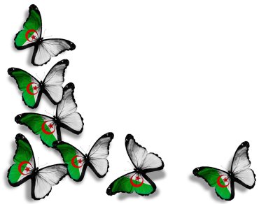 Algerian flag butterflies, isolated on white background clipart