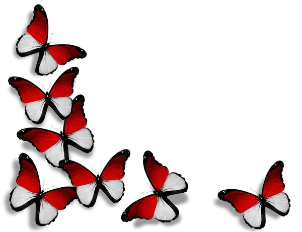 Papillons drapeau monégasque, isolés sur fond blanc — Photo