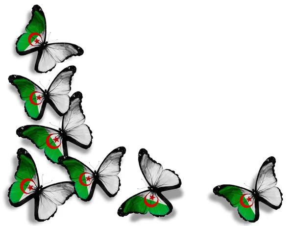 Papillons drapeau algérien, isolés sur fond blanc — Photo