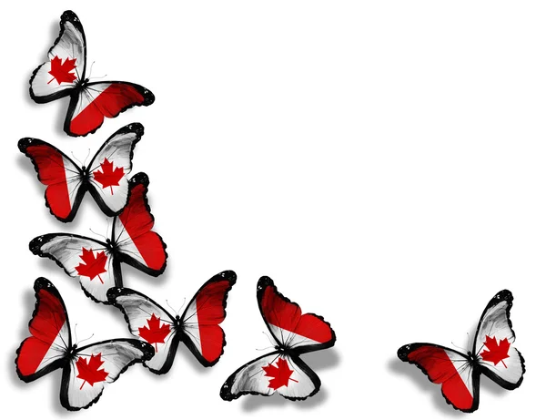Kanadské vlajky motýly, izolovaných na bílém pozadí — Stock fotografie