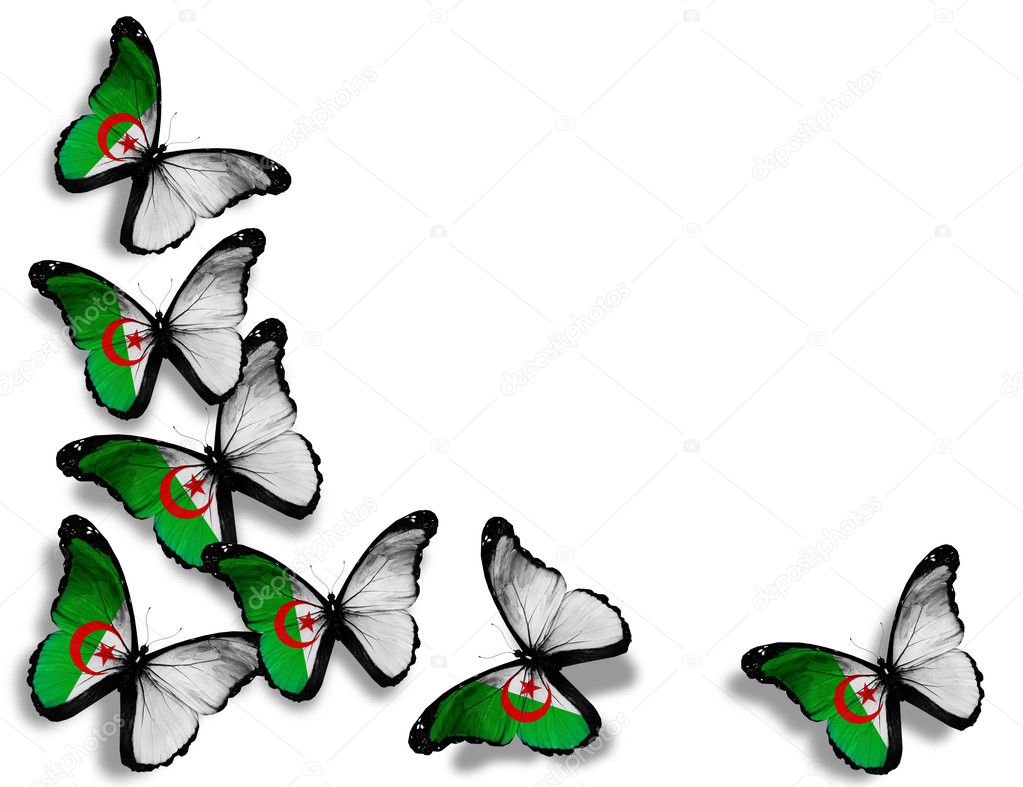 Algerian flag butterflies, isolated on white background