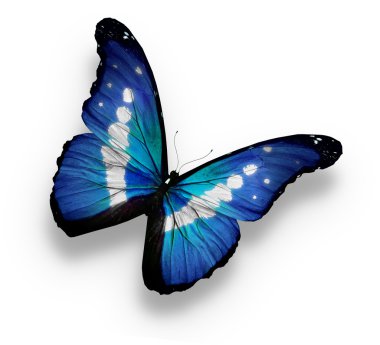 Morpho rhetenor helena butterfly , isolated on white clipart