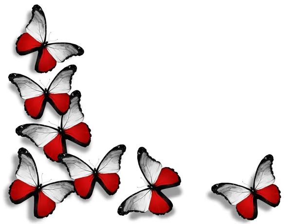 Farfalle bandiera polacca, isolate su sfondo bianco — Foto Stock