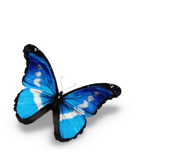 Beyaz arka plan üzerinde izole Morfo mavi kelebek