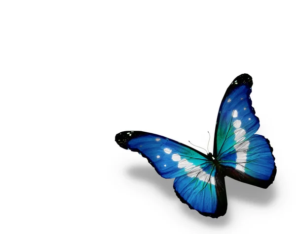 Kék Morpho pillangó, elszigetelt fehér background — Stock Fotó