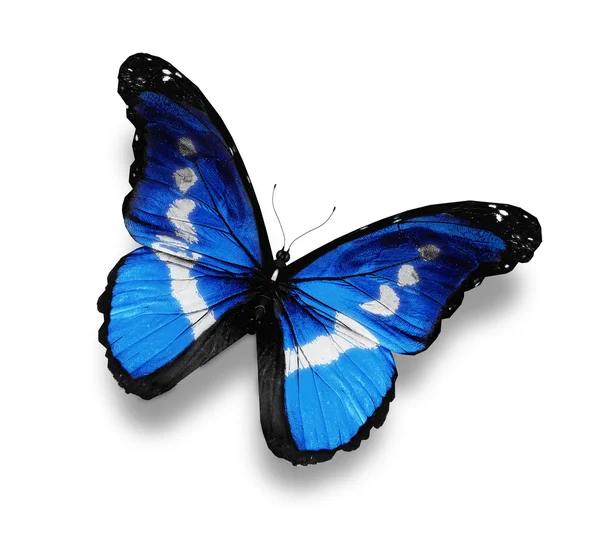 Morpho borboleta azul escuro, isolado em branco — Fotografia de Stock