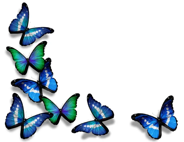 Modrá morpho motýly, izolovaných na bílém pozadí — Stock fotografie