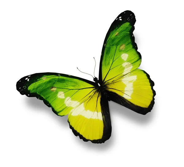Жовтий метелик, ізольований на білому — стокове фото