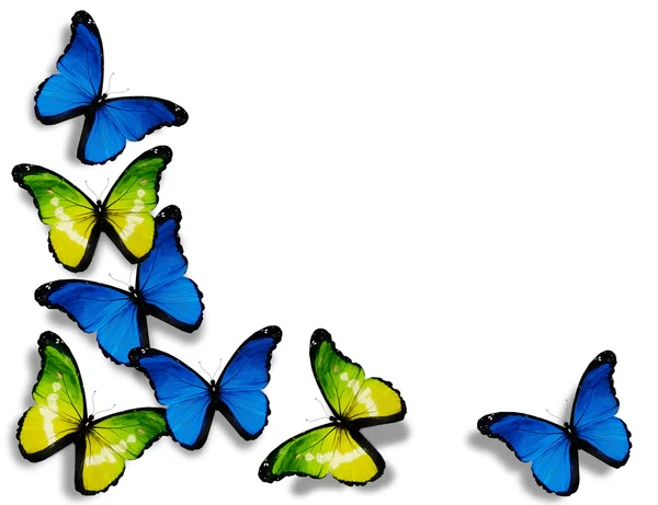 Mariposas azules y amarillas, aisladas sobre fondo blanco — Foto de Stock