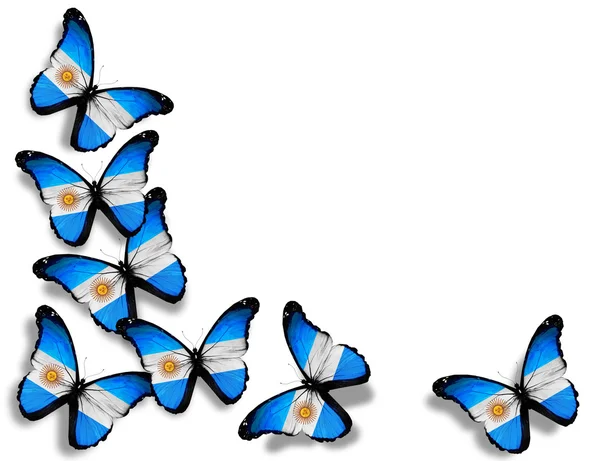 Argentine flag butterflies, isolated on white background — Stock Photo, Image