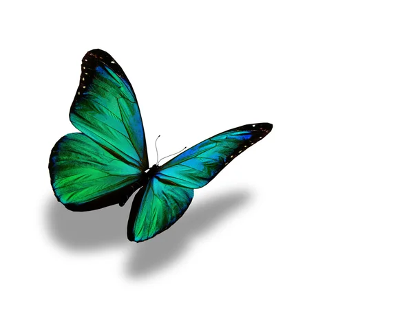ターコイズ ブルー蝶の飛行に孤立した白い背景 — ストック写真
