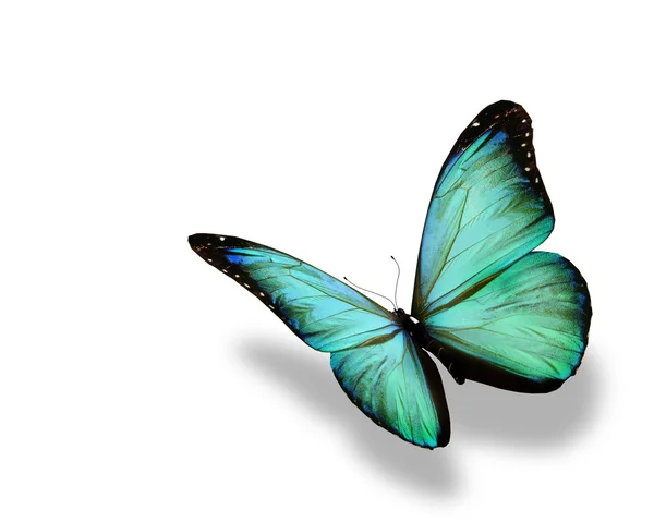 Borboleta azul-turquesa voando, isolada sobre fundo branco — Fotografia de Stock