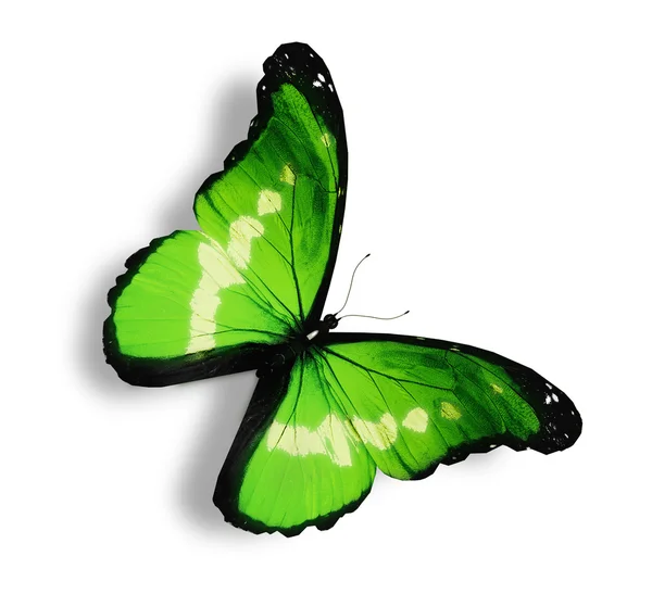 Papillon vert, isolé sur blanc — Photo