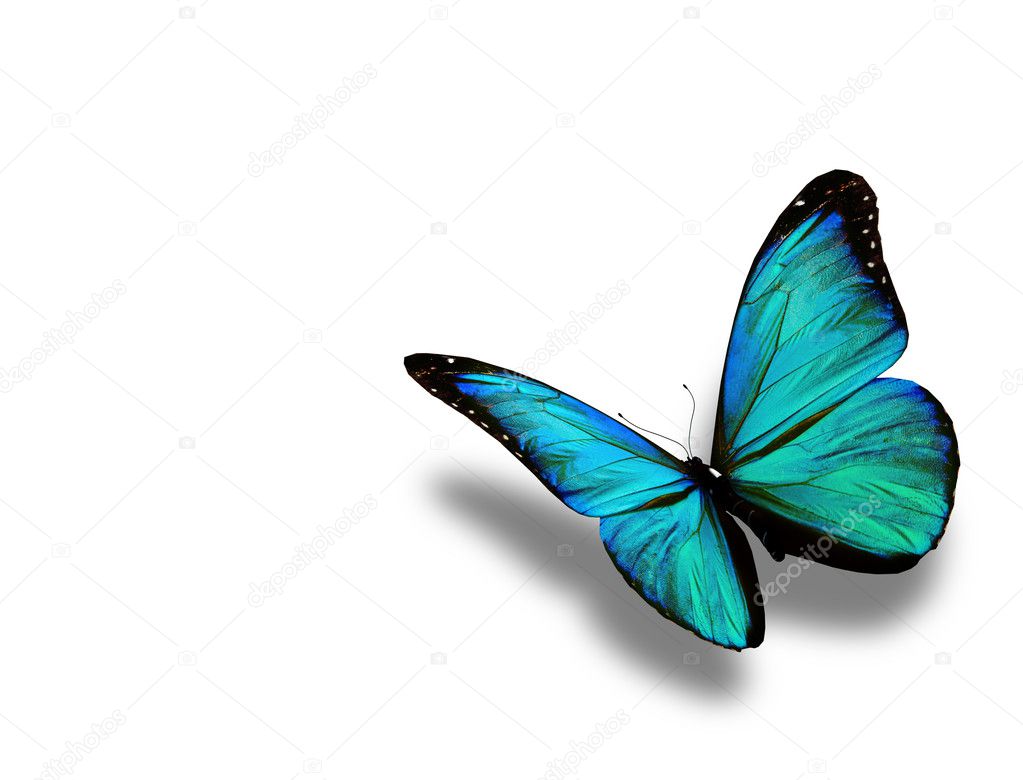 Turquoise butterfly, isolated on white background