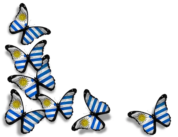 Uruguayan flag butterflies, isolated on white background — Stock Photo, Image