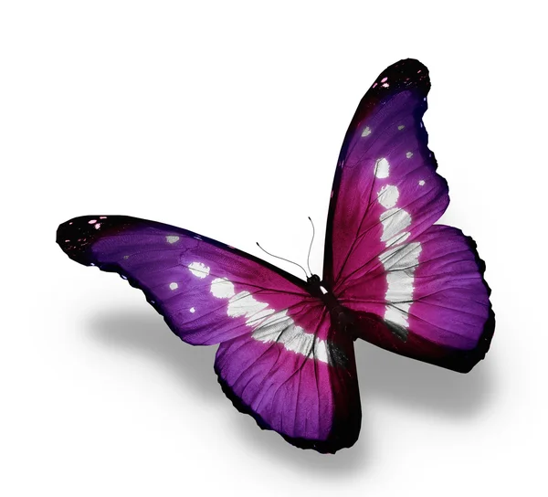 Morpho fialový motýl, izolovaných na bílém pozadí — Stock fotografie