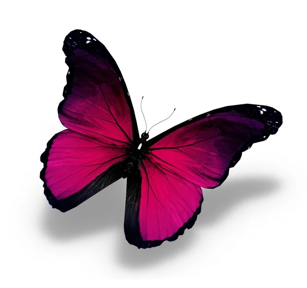 Papillon Morpho violet, isolé sur blanc — Photo