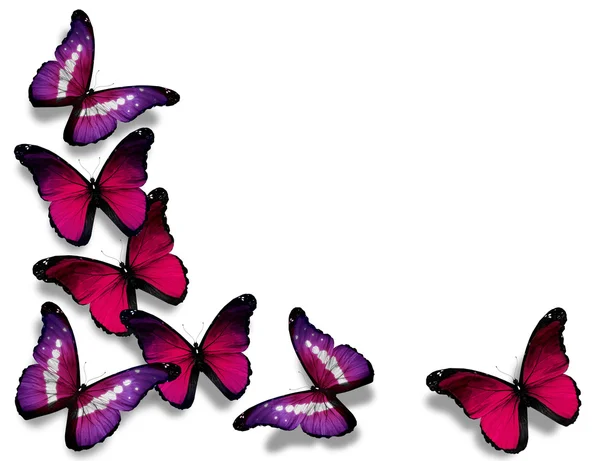Morpho borboletas vinosas, isoladas sobre fundo branco — Fotografia de Stock