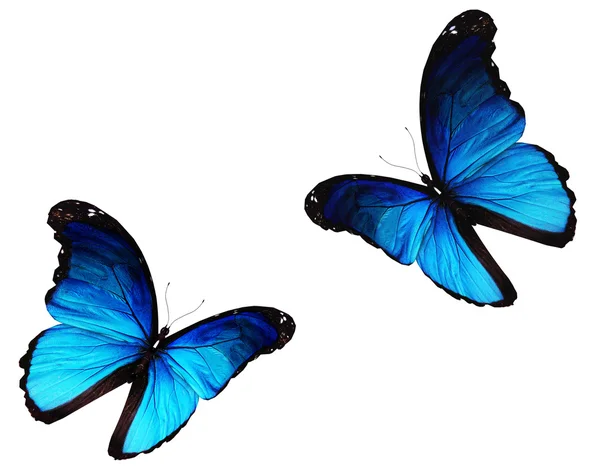 Två morfologiska blå fjärilar flyger, isolerade på vit bakgrund — Stockfoto