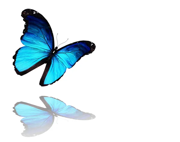 Морфо-блакитний метелик літає, ізольований на білому тлі — стокове фото