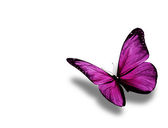 Lila pillangó, elszigetelt fehér background