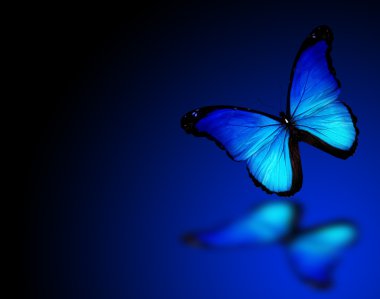 Morpho blue butterfly on dark blue background clipart