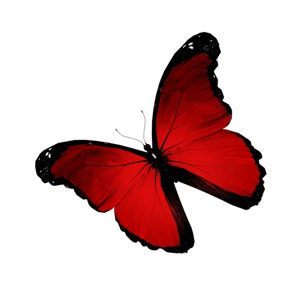 Morpho vermelho voando, isolado no fundo branco — Fotografia de Stock