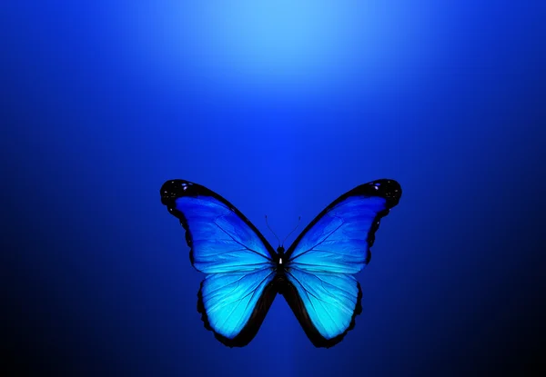 Mariposa azul sobre fondo azul oscuro — Foto de Stock