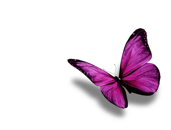 Borboleta violeta, isolada sobre fundo branco — Fotografia de Stock