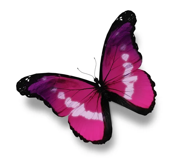 紫蝴蝶，孤立在白色 — 图库照片