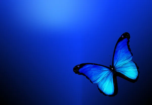 Blue butterfly on dark blue background — Stock Photo, Image