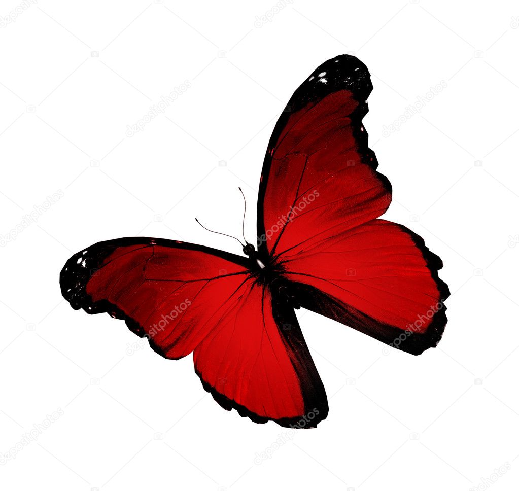 Morpho red flying, isolated on white background