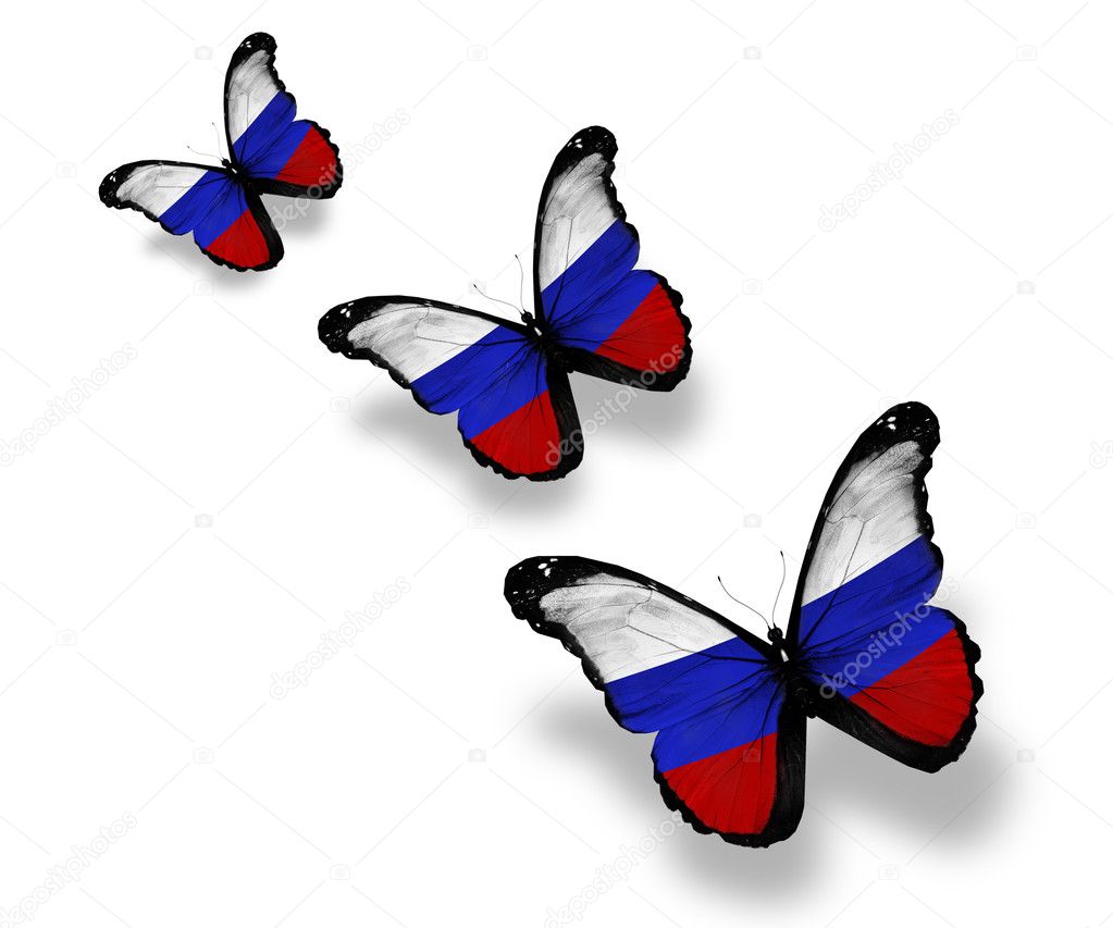 Three Russian flag butterflies, isolated on white