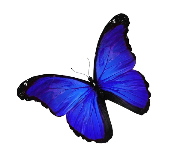 Borboleta azul voando, isolado em branco — Fotografia de Stock