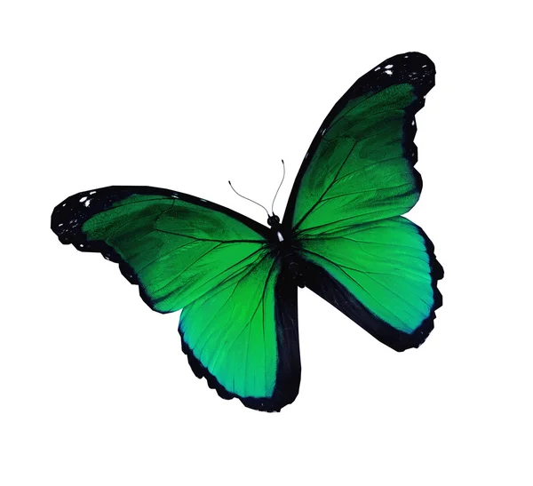 Grüner Schmetterling fliegt, isoliert auf weißem Grund — Stockfoto