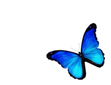 Beyaz arkaplanda mavi kelebek