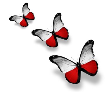 Three Polish flag butterflies, isolated on white clipart