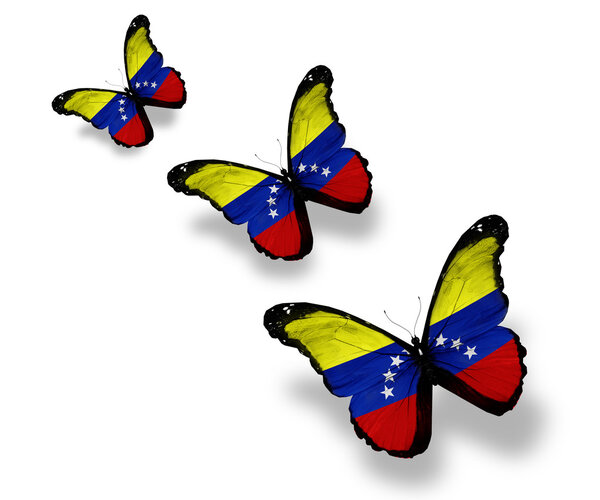 Три бабочки под венесуэльским флагом, изолированные на белом
