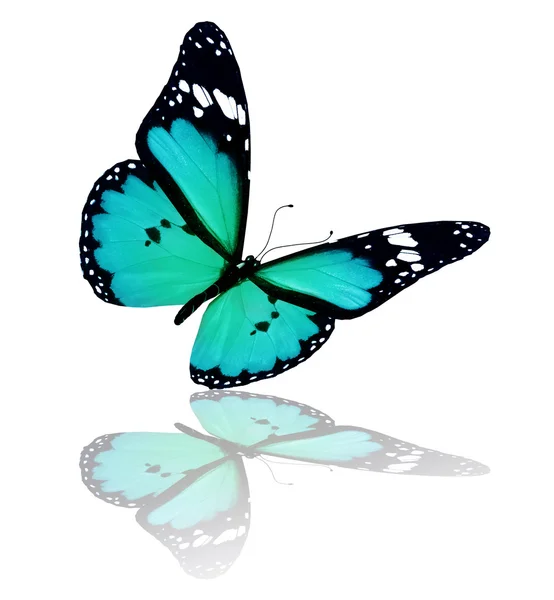 Blauer Schmetterling, isoliert auf weißem Hintergrund — Stockfoto