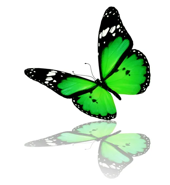 Zelený motýl, izolovaných na bílém pozadí — Stock fotografie