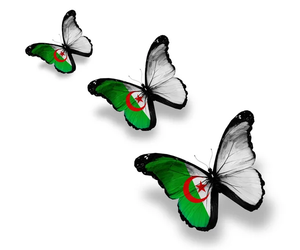 Τρεις αλγερινή σημαία πεταλούδες, που απομονώνονται σε λευκό — Φωτογραφία Αρχείου