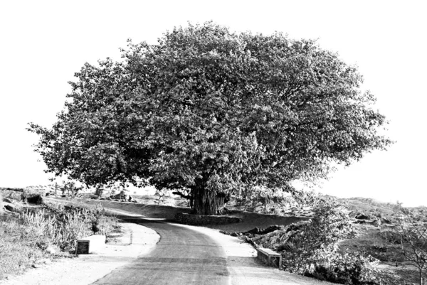 Alter Baum und eine Straße — Stockfoto