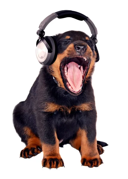 耳机的小狗 — 图库照片