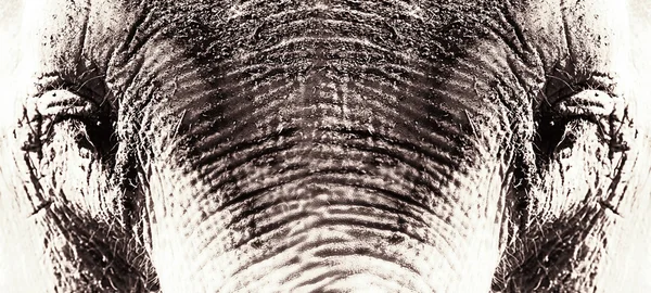 Olhos de elefante Fotografias De Stock Royalty-Free