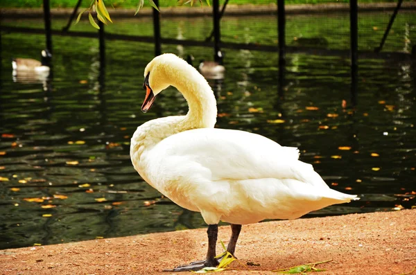 Cisne bonito — Fotografia de Stock