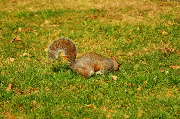 Stock image A squirrel eating something