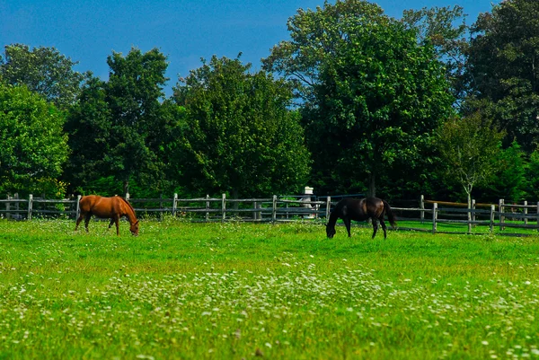 Cavalos pastando em um campo — Fotografia de Stock
